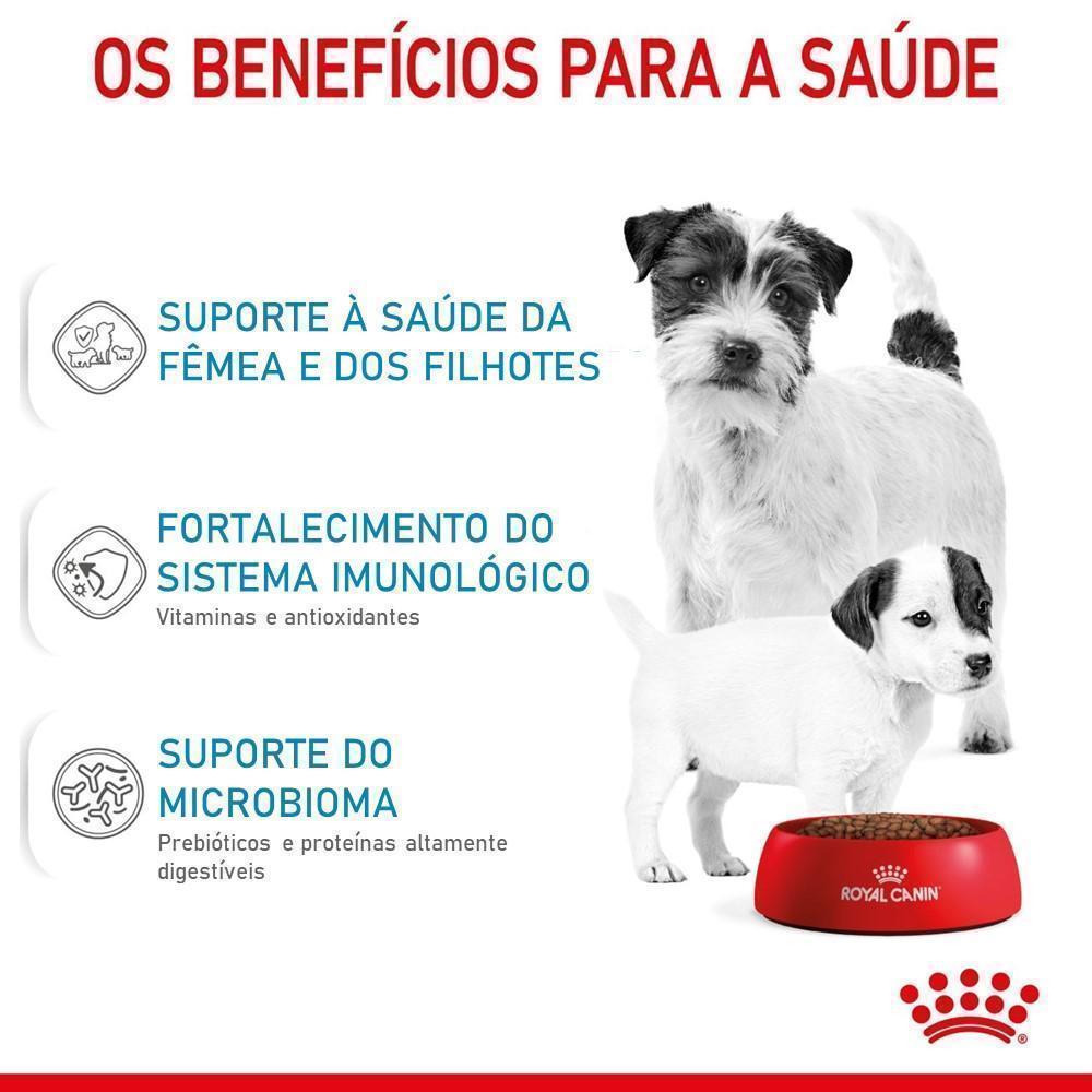 Ração Seca Royal Canin Starter Mother & Babydog Mini para Fêmeas gestantes/lactantes e Filhotes de 1 a 2 Meses de Idade - 1 Kg